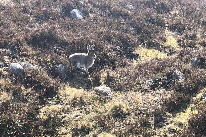 Private Guided Mountain Walking Experience in the Cairngorms - Exploring the Highlands
