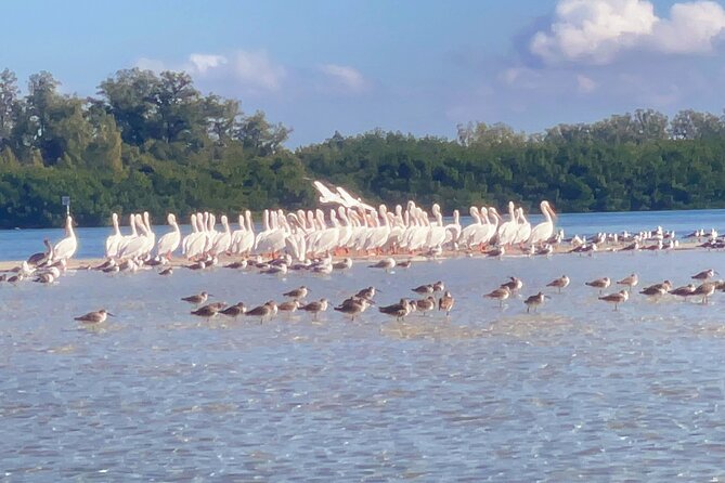 Private Guided Nautikayak Adventure via Mangrove to Shell Key - Key Points