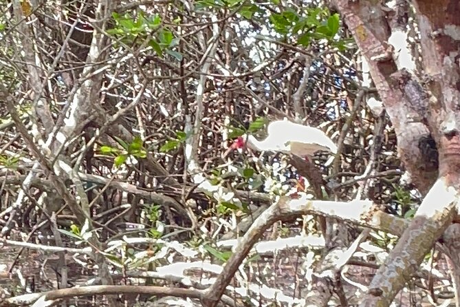 Private Guided Nautikayak Adventure via Mangrove to Shell Key - Pickup and Drop-off Options