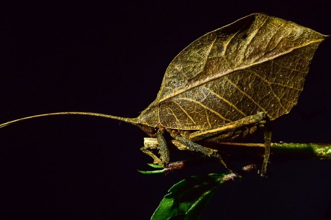 Private Guided Night Walk in the Wonderful Darkness of Monteverde - Key Points
