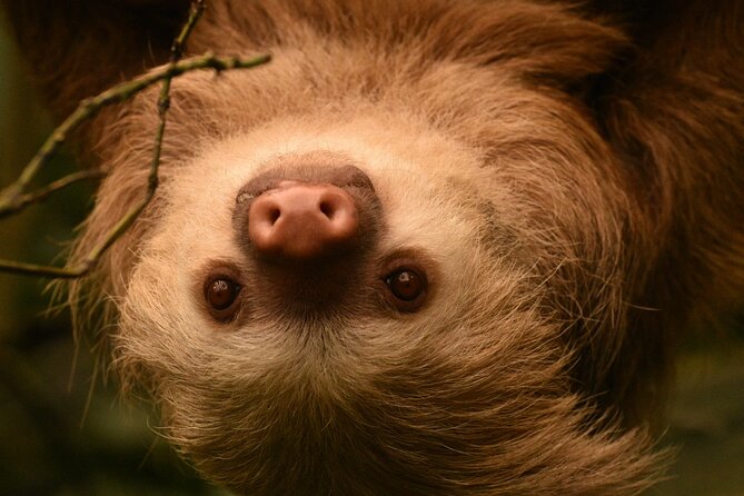 Private Guided Night Walk in the Wonderful Darkness of Monteverde - Discovering Nocturnal Wildlife in the Refuge