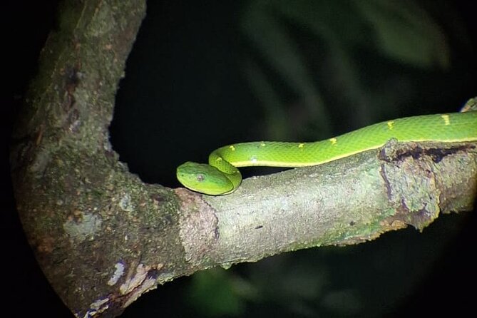 Private Guided Night Walk in the Wonderful Darkness of Monteverde - Meeting Point and Accessibility Considerations