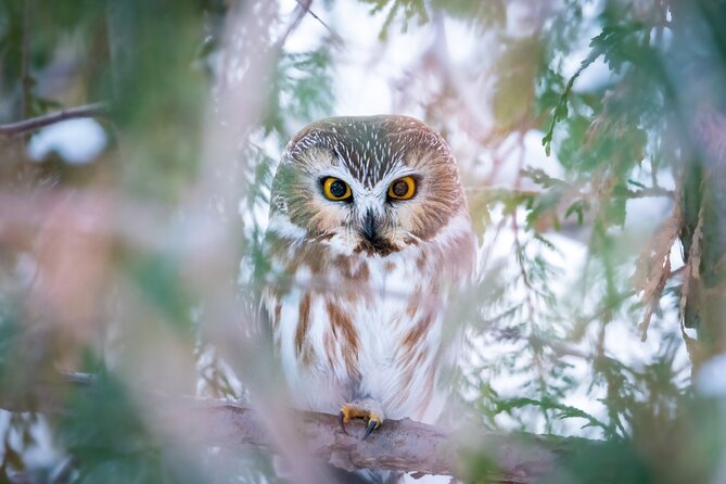 Private Guided Owl Prowl to Observe and Photograph Wild Owls - Inclusions and Exclusions