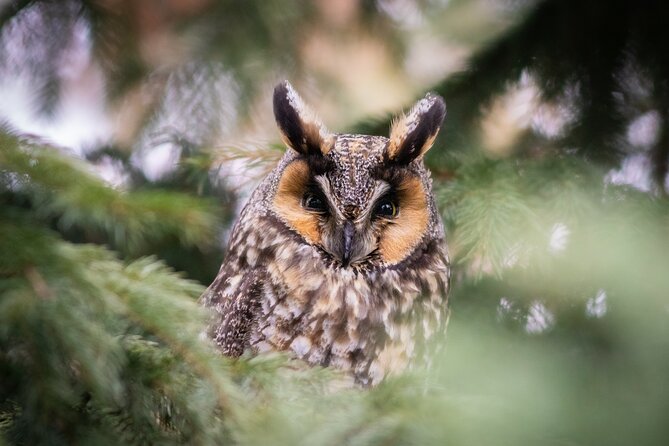 Private Guided Owl Prowl to Observe and Photograph Wild Owls - Respect for Sensitive Owls