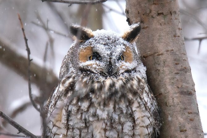 Private Guided Owl Prowl to Observe and Photograph Wild Owls - Private Tour Experience