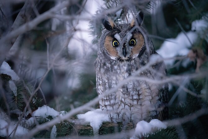 Private Guided Owl Prowl to Observe and Photograph Wild Owls - Booking and Cancellation Policy