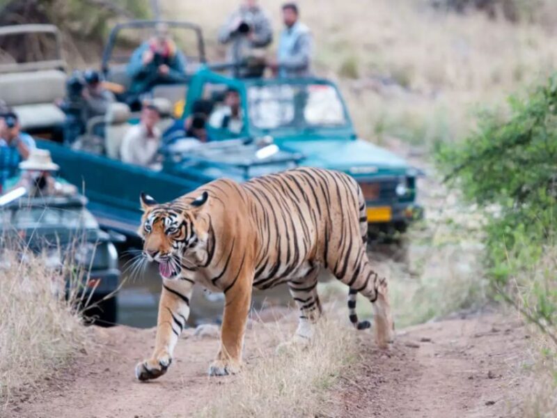 Private Guided Ranthambore National Park Tour From Jaipur - Key Points