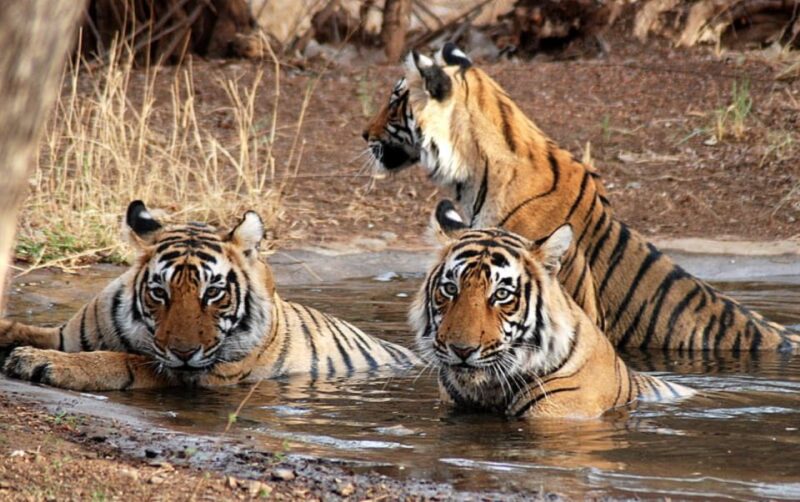 Private Guided Ranthambore National Park Tour From Jaipur - Itinerary and Experience