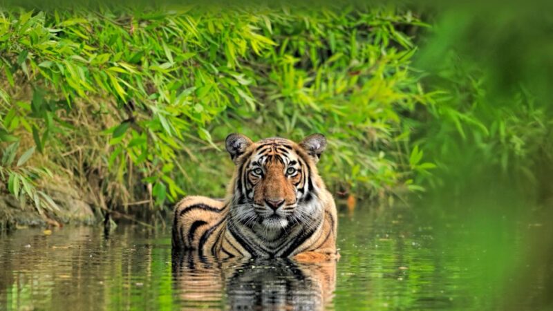Private Guided Ranthambore National Park Tour From Jaipur - Wildlife and Safari Details