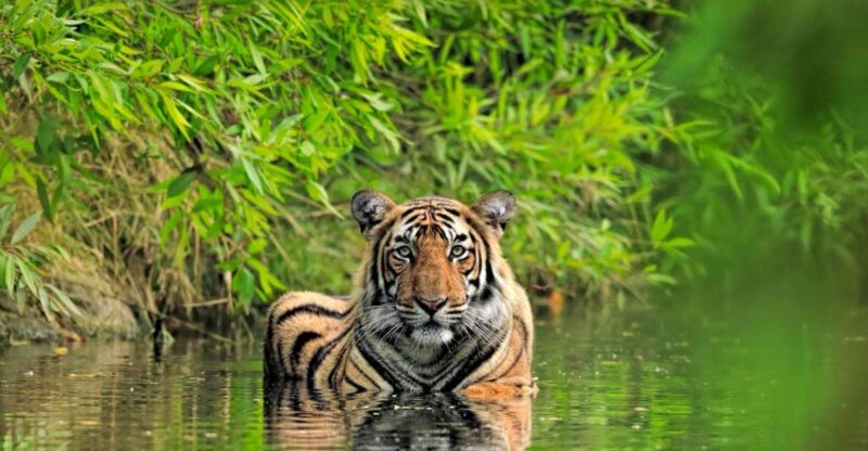 Private Guided Ranthambore National Park Tour From Jaipur - Optional Activities and Refreshments