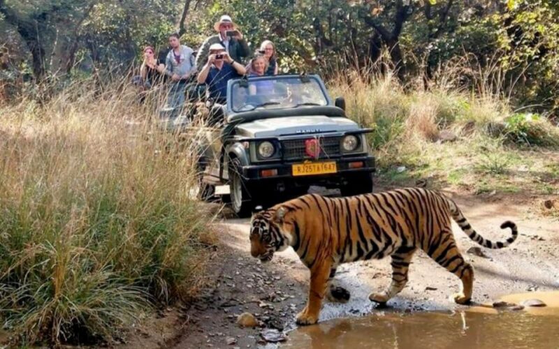 Private Guided Ranthambore National Park Tour From Jaipur - Important Considerations
