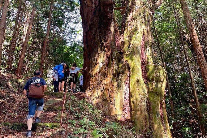 Private Guided Rural E Bike Mini Tour in Aso Minamioguni - Confirmation and Accessibility