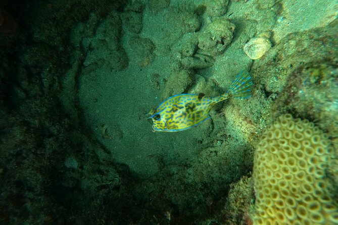 Private Guided Snorkel Tour of Fort Lauderdales Reef - Additional Information