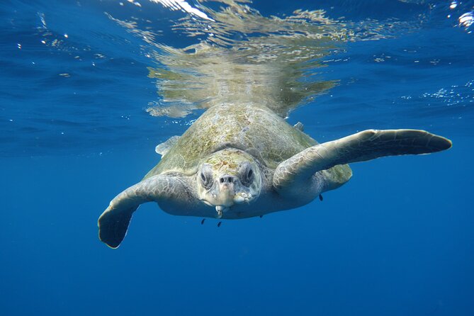 Private Guided Snorkeling in Cabo San Lucas - Meeting and Pickup Information