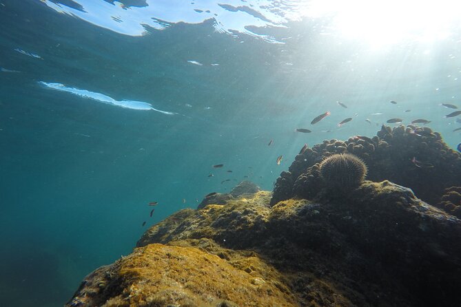Private Guided Snorkeling in Cabo San Lucas - Accessibility and Participation