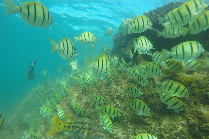 Private Guided Snorkeling in Cabo San Lucas - Snorkeling in Cabos Waters