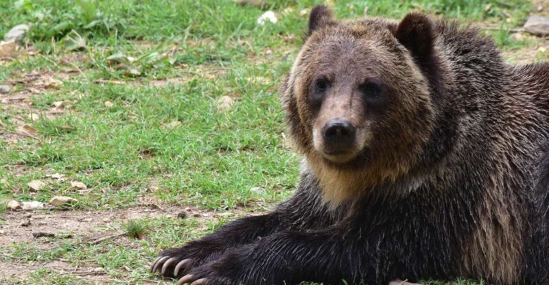Private Guided Tour Draculas Castle & Bear Sanctuary - Experience Details