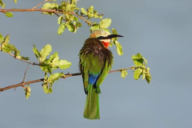 Private Guided Tour in Victoria Falls - Tour Overview
