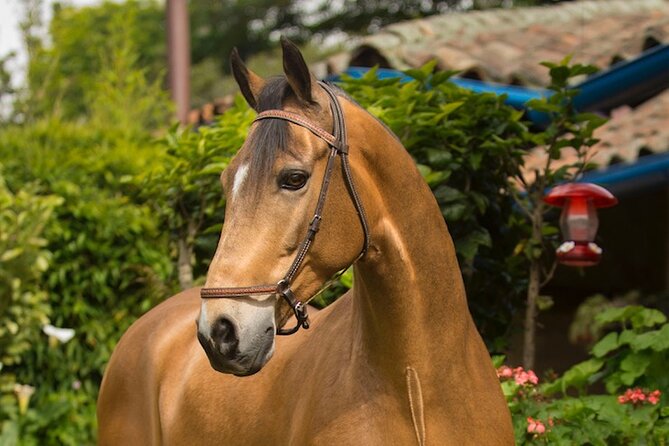 Private Guided Tour of Colombia's Paso Fino Horse - Tour Overview