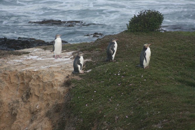 Private Guided Tour of Dunedin City Heritage and Unique Wildlife and Scenery - Concerns and Feedback
