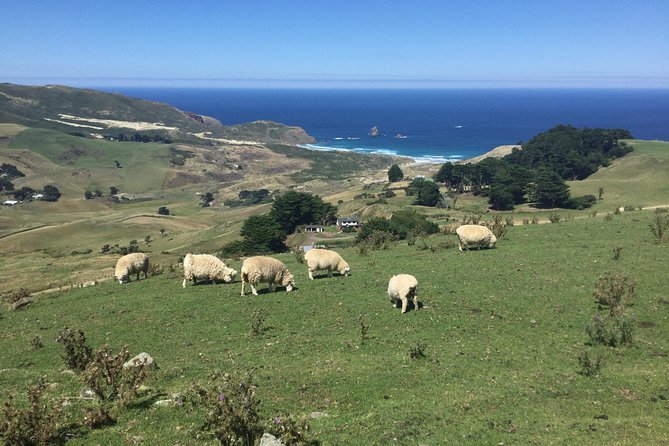 Private Guided Tour of Dunedin City Heritage and Unique Wildlife and Scenery - Otago University and Baldwin Street