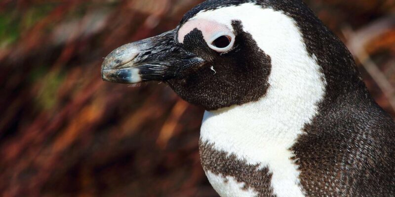 Private Guided Tour of the Cape Peninsula - Important Information