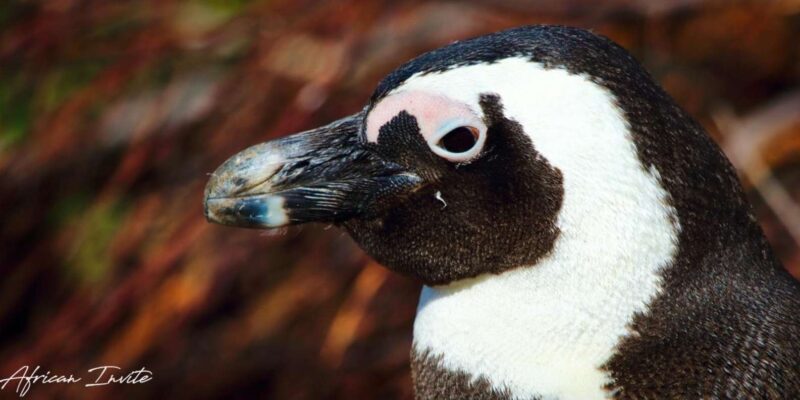 Private Guided Tour of the Cape Point and Cape Peninsula - Itinerary Highlights