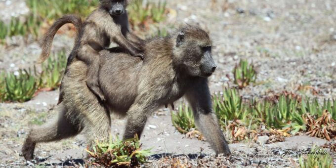 Private Guided Tour of the Cape Point and Cape Peninsula - Pickup Location and Duration