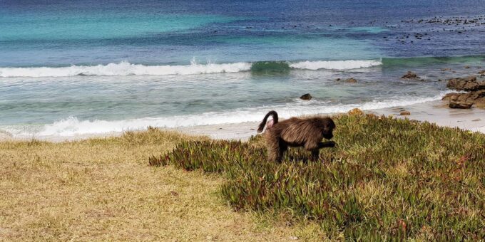 Private Guided Tour of the Cape Point and Cape Peninsula - Frequently Asked Questions
