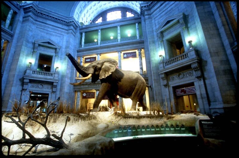 Private Guided Tour of The Natural History Museum - Uncovering Earths Mysteries
