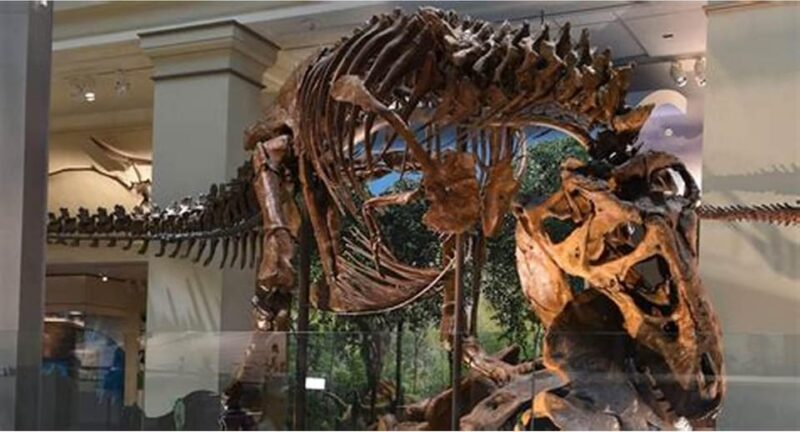 Private Guided Tour of The Natural History Museum - Cosmic Connections