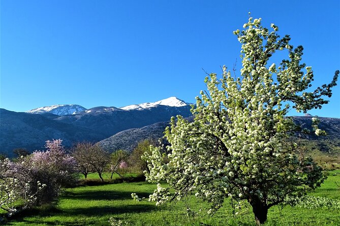 Private Guided Tour to Lasithi Plateau Villages & Wine Tasting - Tour Highlights