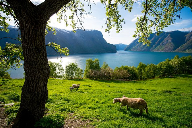 Private Guided Tour to Oslo - Nærøyfjord Cruise and Flåm Railway - Booking Information and Reviews