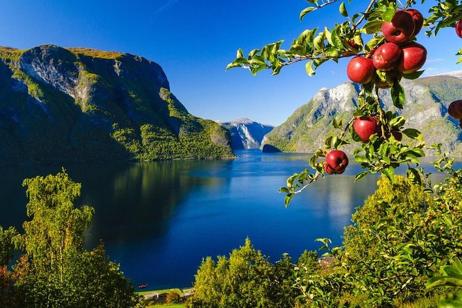 Private Guided Tour to Oslo - Nærøyfjord Cruise & Flåm Railway - Reviews and Feedback