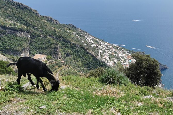 Private Guided Tour to the Path of the Gods - Half Day - Booking Information