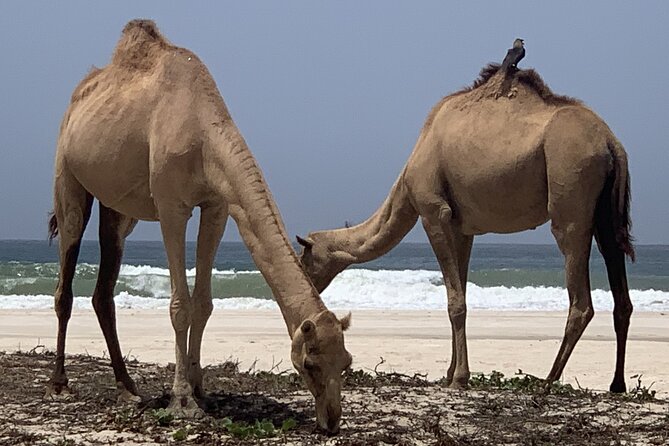 Private Guided Tour to West Beaches of Salalah - Customization Options