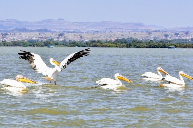 Private Guided Tours To Bahir Dar Lake Tana Monastery & Blue Nile Waterfalls - Inclusions and Amenities