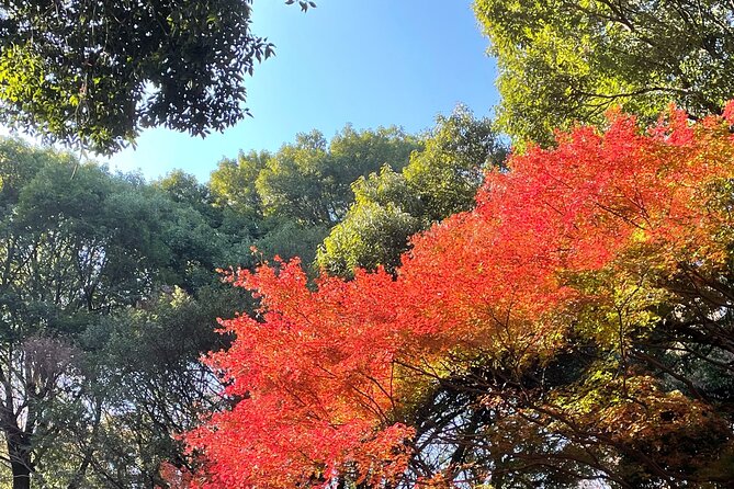 Private Guided Trivia Quest Tour at Harajuku Meiji-jingu - Accessibility and Participation