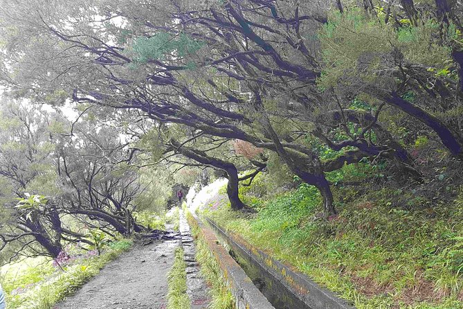 Private Guided Walk Levada 25 Fontes - Tour Features