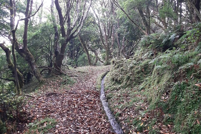 Private Guided Walk Levada Brasileiro – Levada Do Moinho - Tour Overview