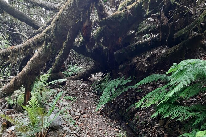 Private Guided Walk Levada Brasileiro – Levada Do Moinho - Exploring the Levadas