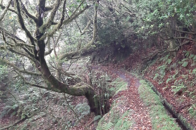 Private Guided Walk Levada Brasileiro – Levada Do Moinho - Scenic Landscapes