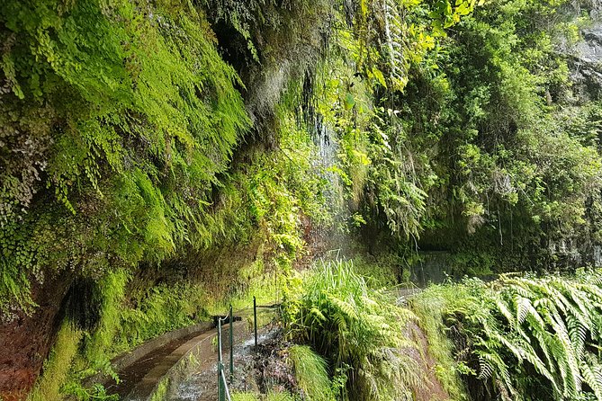 Private Guided Walk Levada Do Rei - Scenic Hike Through Laurissilva Forest