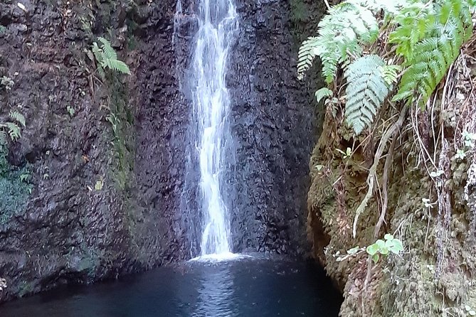 Private Guided Walk Porto Moniz Levada Do Moinho - Flora and Fauna