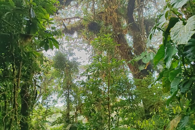 Private Guided Walk to the Santa Elena Cloud Forest Reserve - Expert Naturalist Guidance