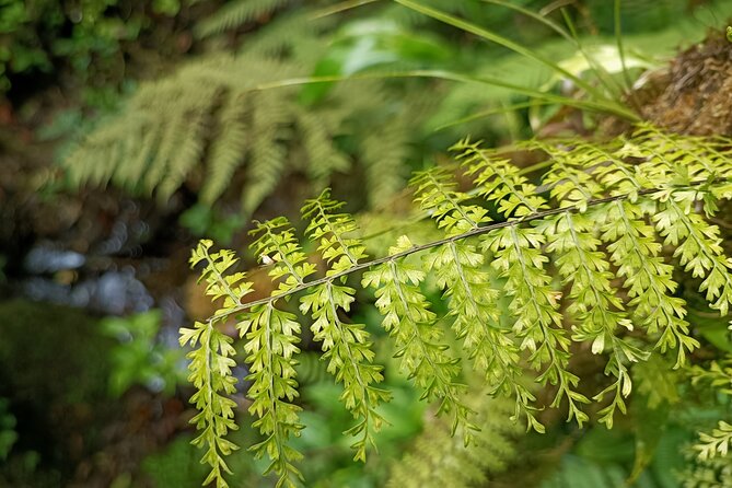 Private Guided Walk to the Santa Elena Cloud Forest Reserve - Flora and Fauna