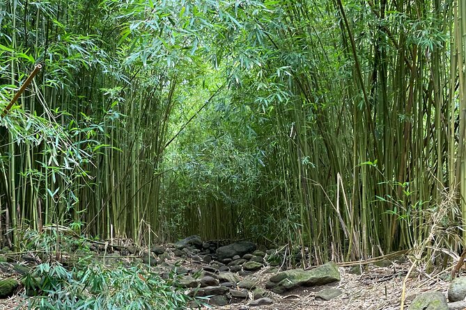 Private Guided Waterfall Hike Rainforest Adventure - Physical Requirements