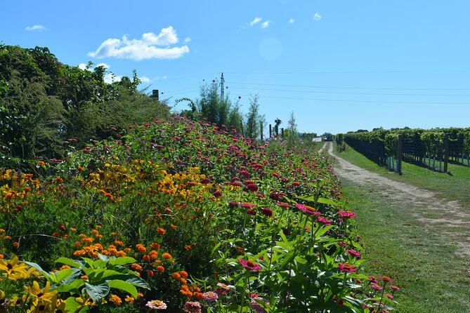 Private Guided Wine Country Bike Tour in Mattituck - Lunch Options