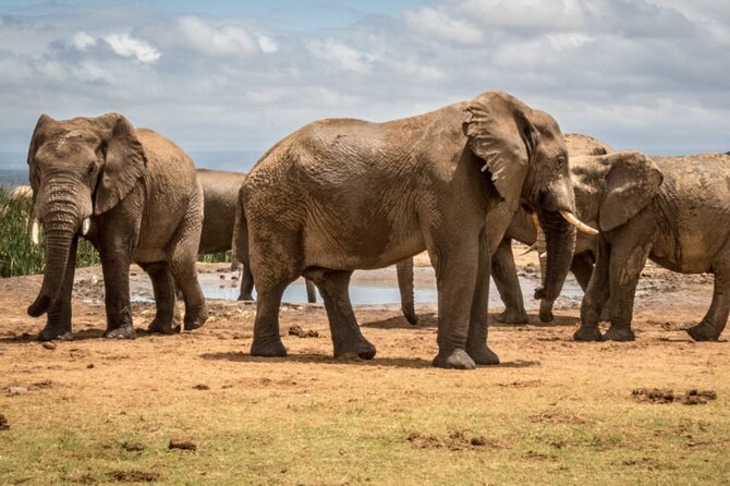 Private Half-Day Addo Elephant National Park Safari - Tour Overview and Details