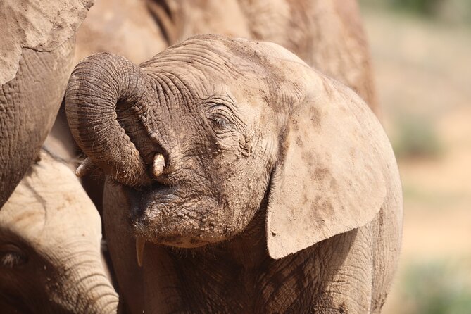 Private Half-Day Addo Elephant National Park Safari - Accessibility and Participation